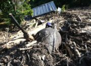 “Banjir Aceh Membunuh Gajah Sumatera, Tragedi Alam yang Mengguncang Dunia”