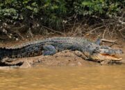 **Aksi Eksotis di Buteng: Kakak Berjuang melawan Buaya untuk Selamatkan Adiknya**