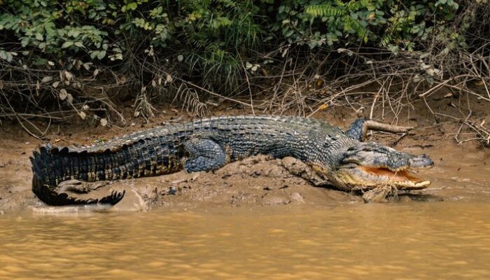 **Aksi Eksotis di Buteng: Kakak Berjuang melawan Buaya untuk Selamatkan Adiknya**