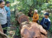 Menjelajahi Hutan Gunung Ciremai: Sebuah Perjuangan melawan Illegal Logging