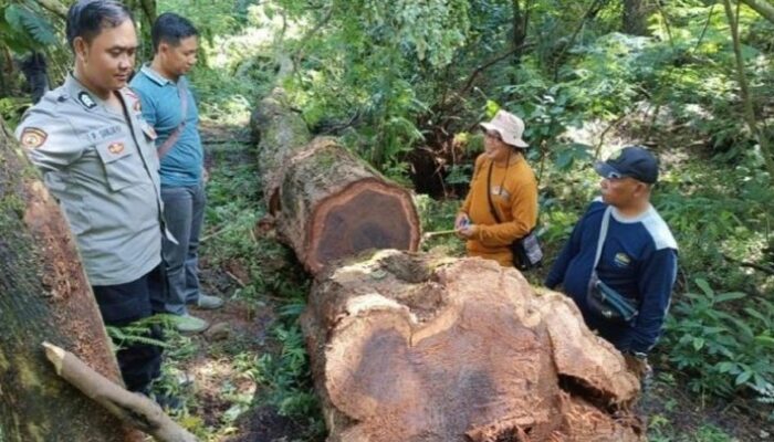 Menjelajahi Hutan Gunung Ciremai: Sebuah Perjuangan melawan Illegal Logging