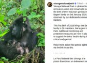 **Kabar Gembira dari Hutan Virunga: Gorila Gunung Langka Lahirkan Bayi Kembar**