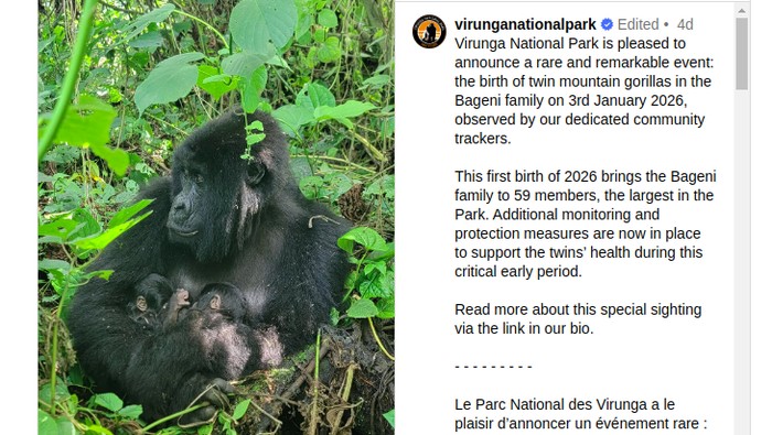 **Kabar Gembira dari Hutan Virunga: Gorila Gunung Langka Lahirkan Bayi Kembar**