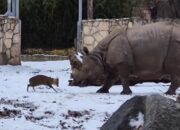 Rusa Kecil Vs Badak Seberat 1,7 Ton, Pemenangnya di Luar Prediksi: Kisah Tak Terduga di Hutan