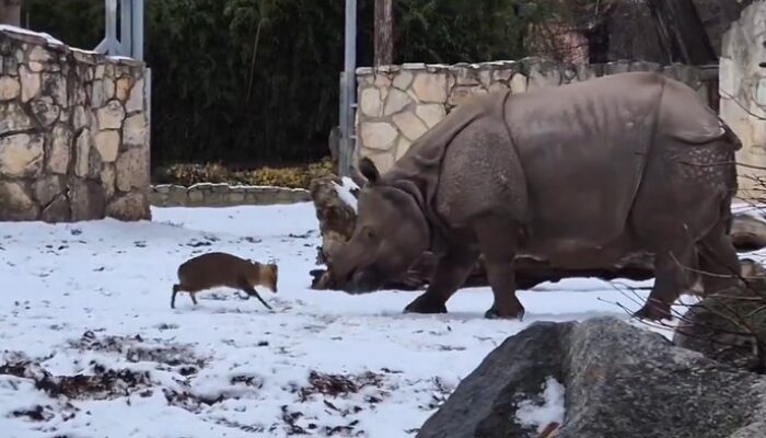 Rusa Kecil Vs Badak Seberat 1,7 Ton, Pemenangnya di Luar Prediksi: Kisah Tak Terduga di Hutan