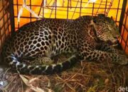 “Selamat Datang di Taman Laut yang Menakjubkan: Menjelajahi Keindahan Alami Bawah Laut Indonesia”