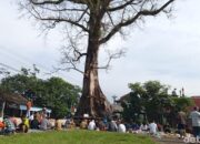 **Pohon Randu Raksasa di Borobudur Itu Batal Ditebang, Kenapa?**