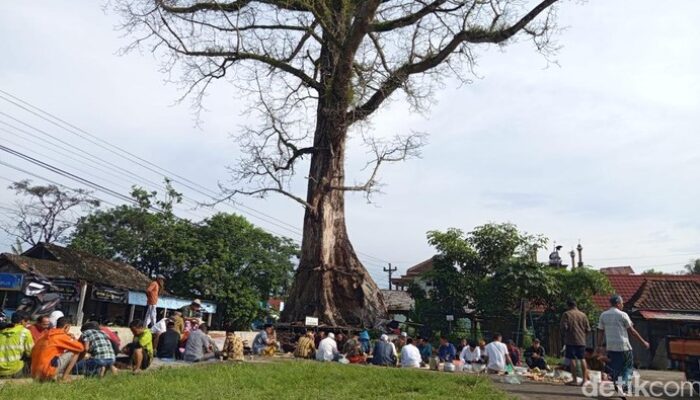 **Pohon Randu Raksasa di Borobudur Itu Batal Ditebang, Kenapa?**