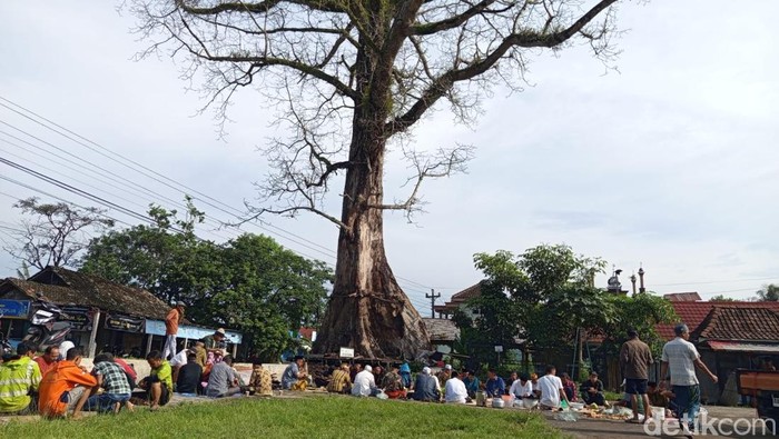 **Pohon Randu Raksasa di Borobudur Itu Batal Ditebang, Kenapa?**