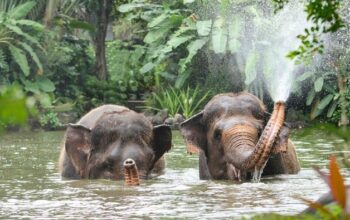 **Bali Zoo Berhenti Aktivitas Gajah Tunggang, Komitmen Baru untuk Konservasi**