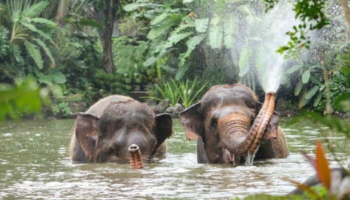 **Bali Zoo Berhenti Aktivitas Gajah Tunggang, Komitmen Baru untuk Konservasi**