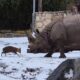 **Terpopuler: Saat Rusa Kecil Melawan Badak Seberat 1,7 Ton di Kebun Binatang Wroclaw**