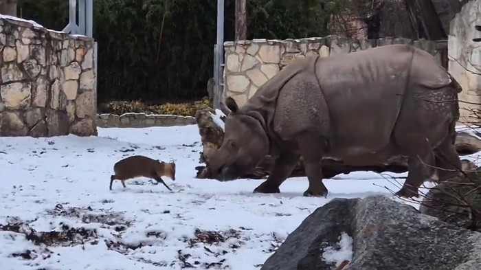 **Terpopuler: Saat Rusa Kecil Melawan Badak Seberat 1,7 Ton di Kebun Binatang Wroclaw**