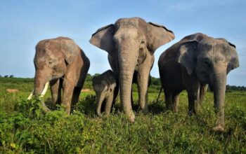 Menjelajahi Keindahan Taman Nasional Way Kambas, Kabupaten Lampung Timur