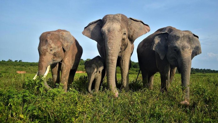 Menjelajahi Keindahan Taman Nasional Way Kambas, Kabupaten Lampung Timur