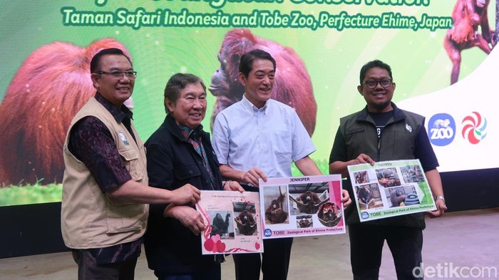Mencari Cinta di Tanah Sake: Orangutan Jennifer Temui Takdirnya di Jepang dengan Hayato