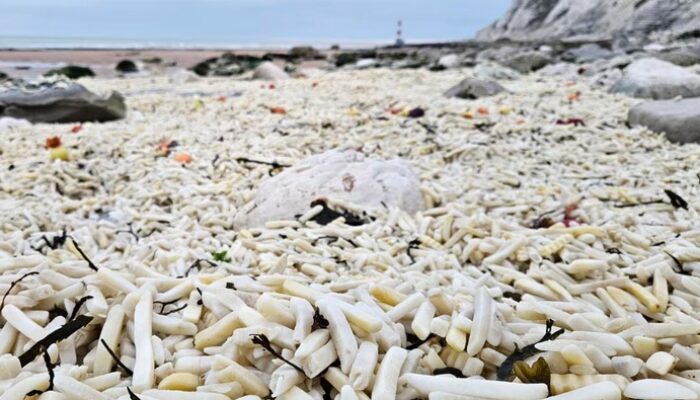 Bukan Sulap Bukan Sihir, Ini Pantai yang Menyuguhkan Lautan Kentang Goreng