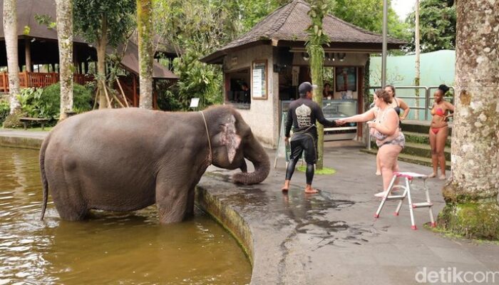 “Diprotes Aktivis Hewan, Atraksi Gajah Tunggang di Bali Masih Dibuka: Apa yang Sebenarnya Terjadi?”
