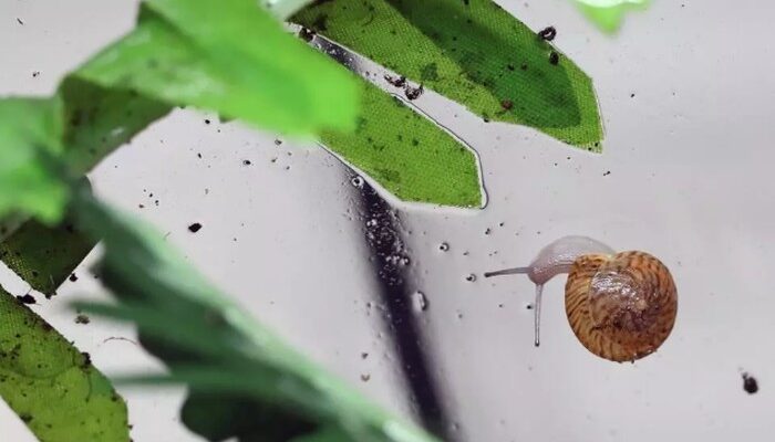 **Siput Kecil Ini ‘Hidup’ Kembali dari Kepunahan di Kebun Binatang Chester, Inggris**