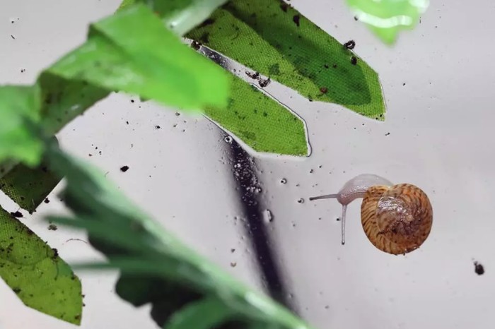 **Siput Kecil Ini 'Hidup' Kembali dari Kepunahan di Kebun Binatang Chester, Inggris**